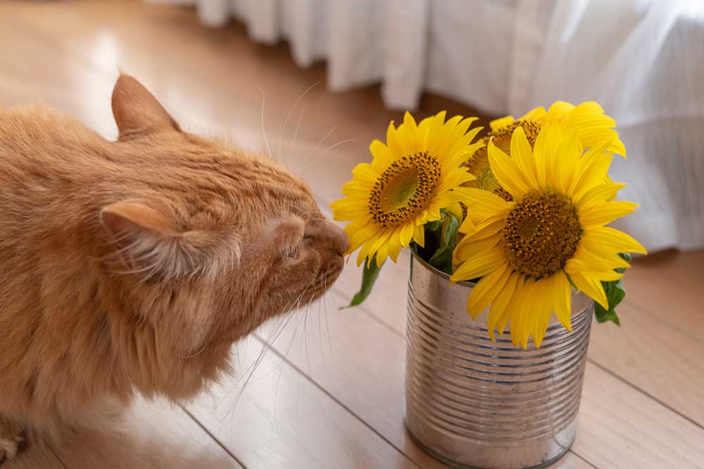 花と猫　茶トラ猫