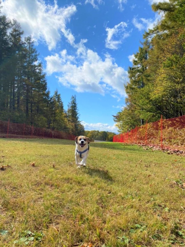 雫石紅葉の紅葉