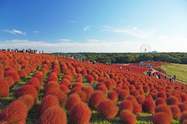 国営ひたち海浜公園の秋のコキア