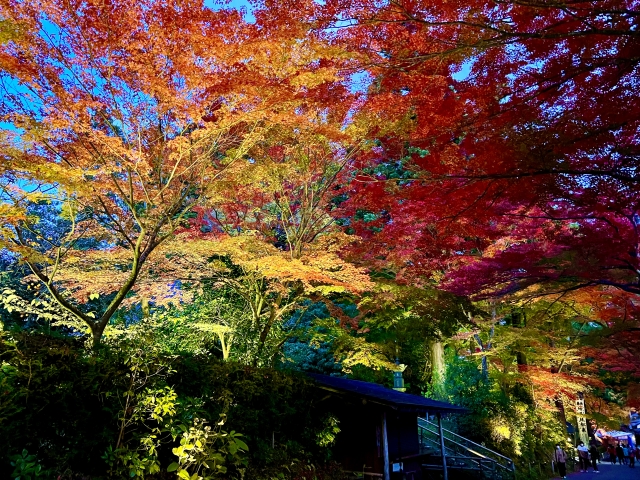 中尊寺の紅葉ライトアップ