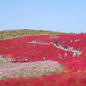 国営ひたち海浜公園のコキアの魅力　秋は紅に染まるコキアを楽しもう！