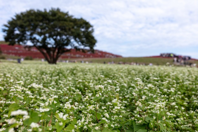 国営ひたち海浜公園のソバの花