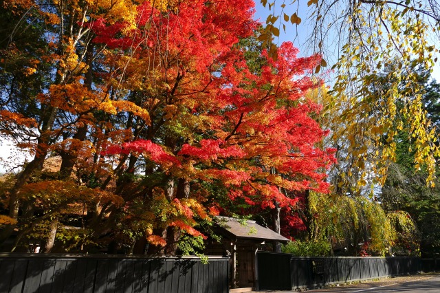 角館 武家屋敷通りの紅葉