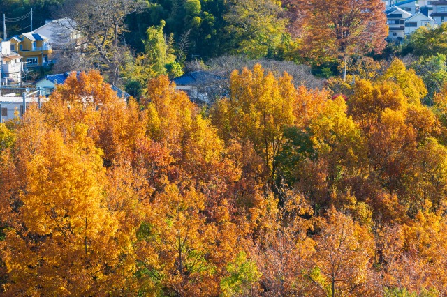 狭山湖周辺の紅葉