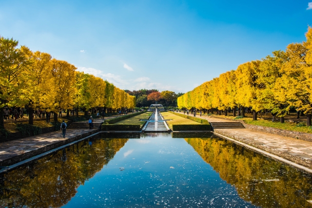 国営昭和記念公園　紅葉