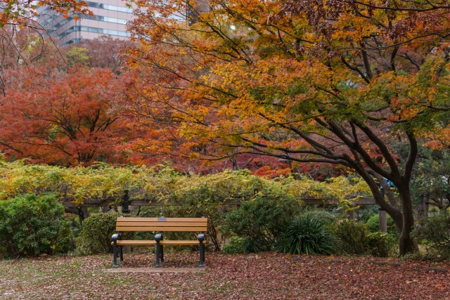 秋の日比谷公園とベンチ