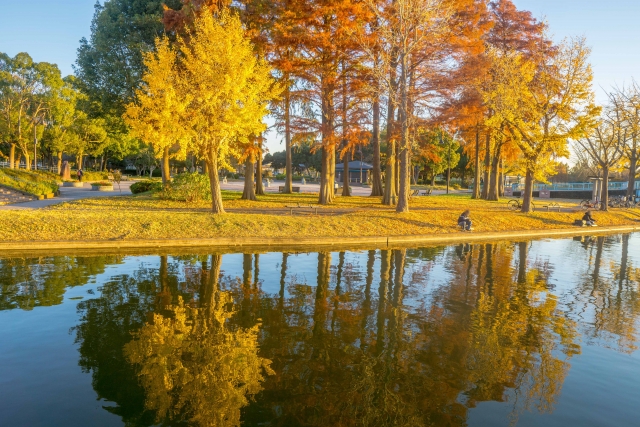 秋の水元公園