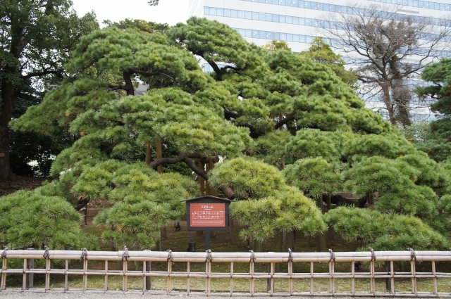 浜離宮恩賜庭園　三百年の松