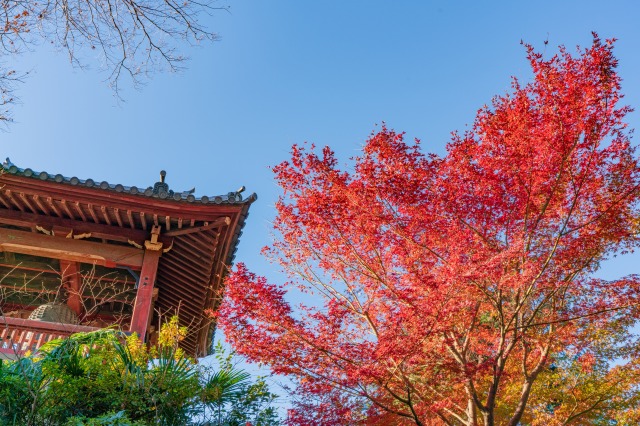 秋の上野恩賜公園　紅葉