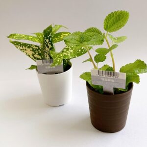 ダイソーのレア観葉植物のおすすめは？　110円で買えるものはある？