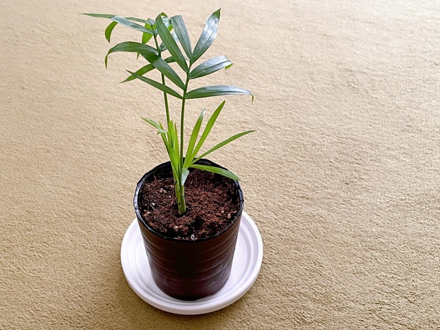 ダイソー　ミニ観葉植物テーブルヤシ