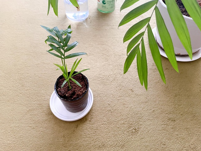 ダイソー　ミニ観葉植物　テーブルヤシ