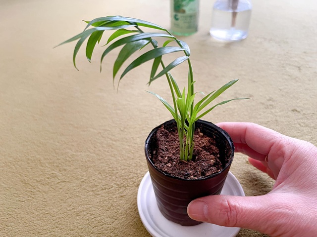 ダイソー　ミニ観葉植物　テーブルヤシ　