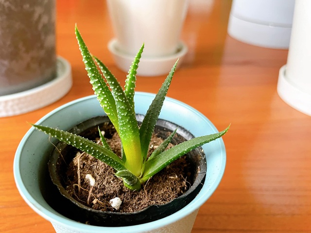 ダイソー　観葉植物　ハオルチア　十二の巻