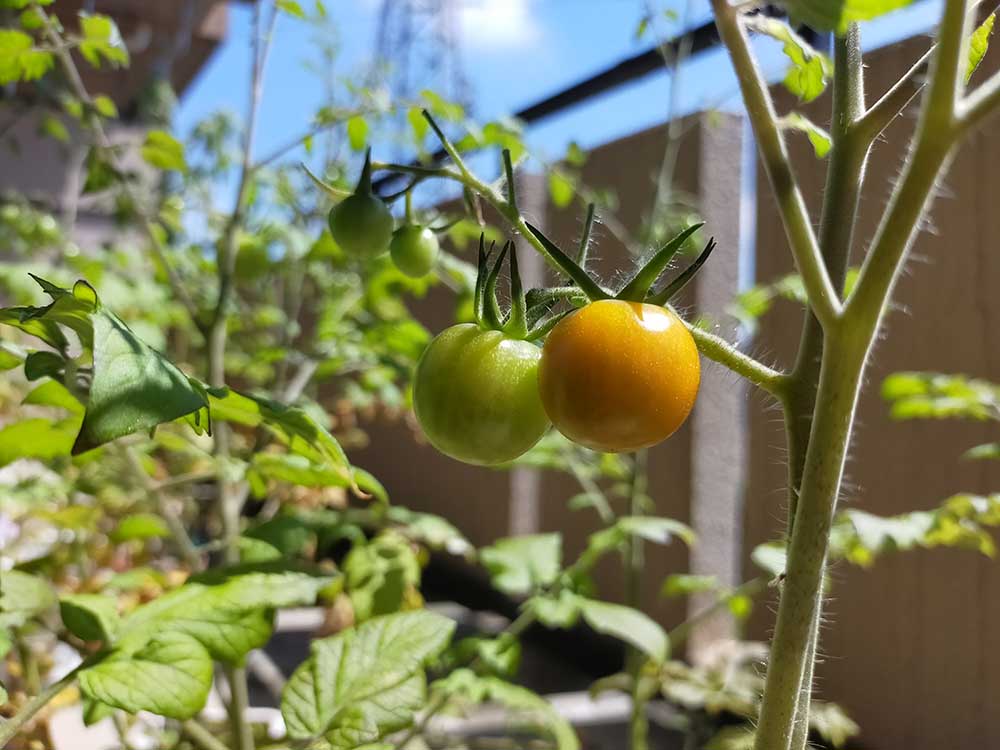 家庭菜園 トマト