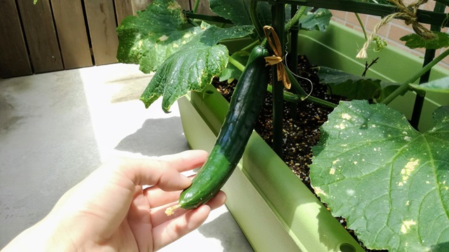 家庭菜園　初心者におすすめの植物