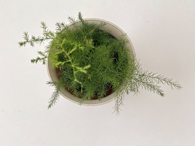 ダイソー　観葉植物　アスパラガス