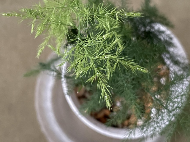 ダイソー　観葉植物　アスパラガス　擬葉