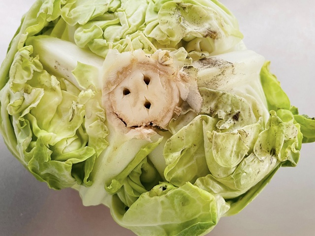 ダイソー　野菜フレッシュキーパー　使い方　使う時は抜く