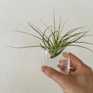 ダイソーのエアープランツで始める気軽なグリーンライフ！選び方や育て方も解説
