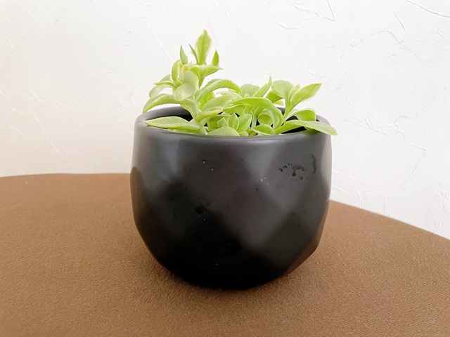 ダイソー　ナチュラル植木鉢　ベビーサンローズ
