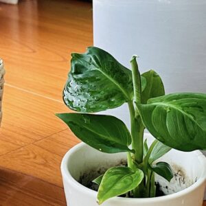ディフェンバキアは100均で見つけたら即買いしたいレア植物！育て方、飾り方のコツとは？