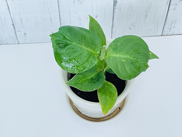 ダイソー　ディフェンバキア　どんな植物？