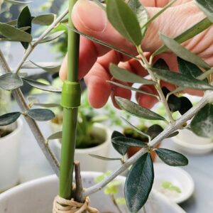 観葉植物の支柱はダイソーの「伸びる支柱」が超便利！おすすめの理由を解説