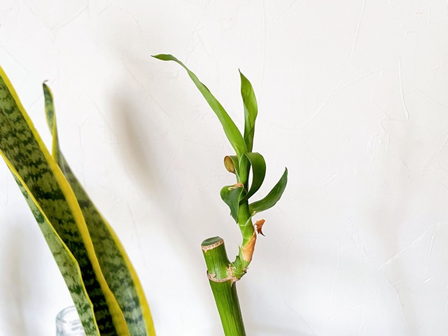 ダイソー　ミリオンバンブー　幸運を呼ぶ縁起の良い観葉植物
