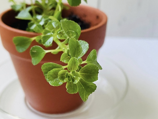 ダイソー　観葉植物　ピレア　葉