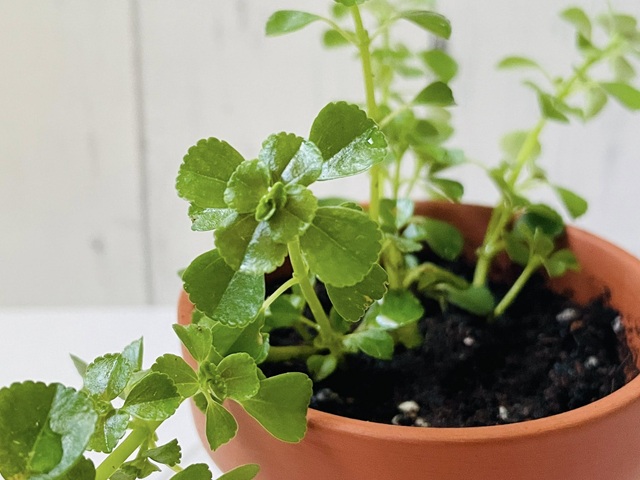 ダイソー　観葉植物　ピレア　ピレア・ディプレッサ