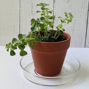ピレアの風水効果は金運や人間関係アップ！おしゃれで育てやすい人気の観葉植物