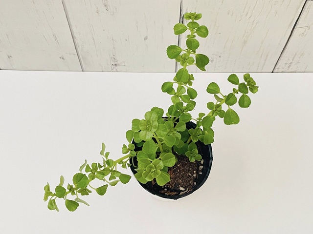 ダイソー　観葉植物　ピレア　ピレア・ディプレッサ　上から見た姿