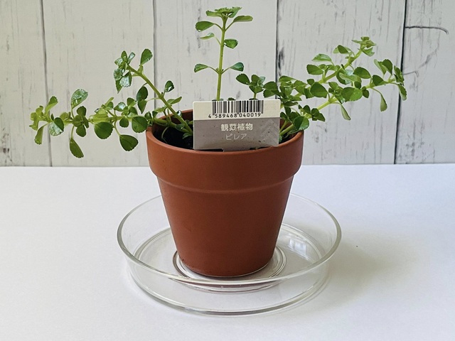 ダイソー　観葉植物　ピレア