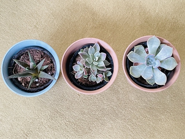 ダイソー　多肉植物　シノクラッスラ　かわいい鉢に植える