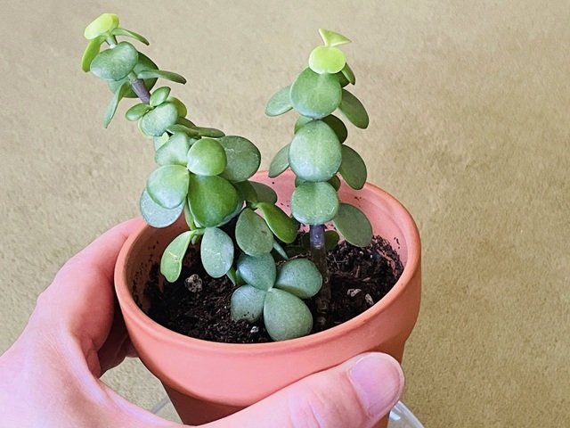 ダイソー　ポーチュラカリア　多肉植物