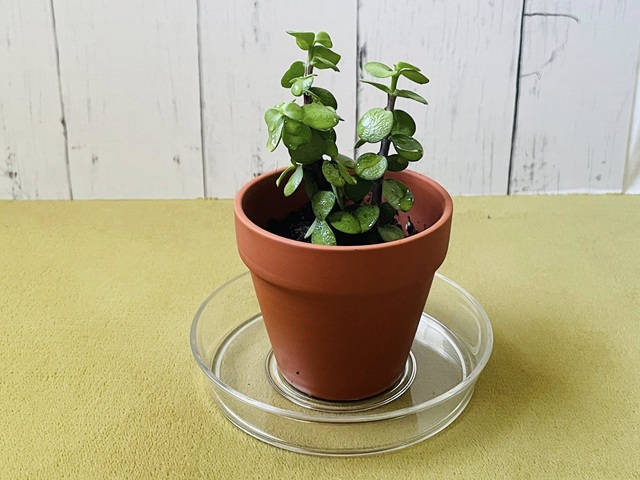ダイソー　ポーチュラカリア　どんな植物