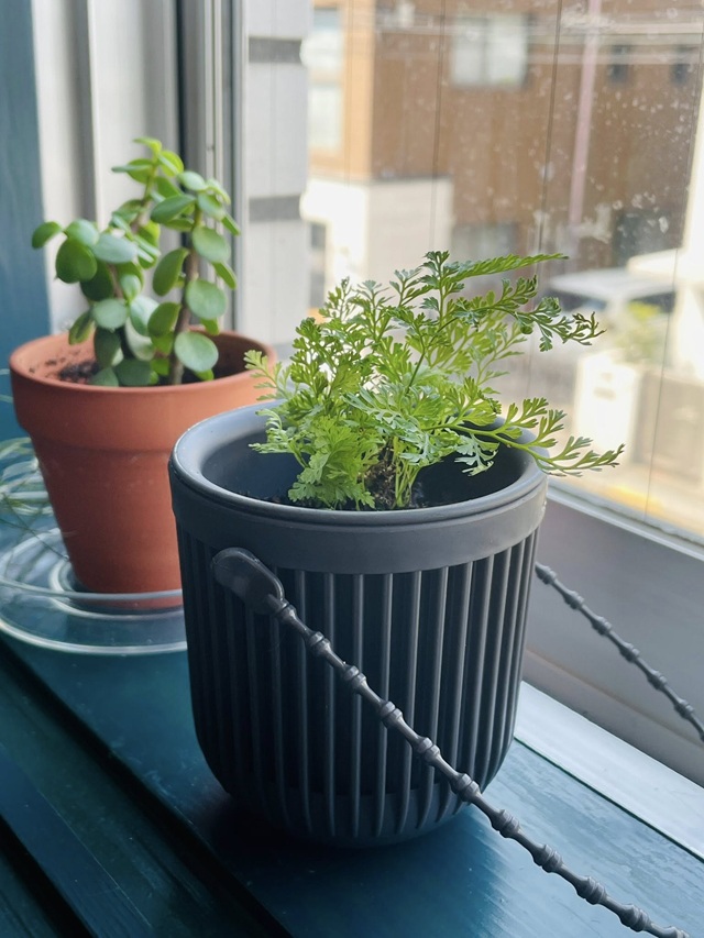 ダイソー　観葉植物　シノブ　置き場所