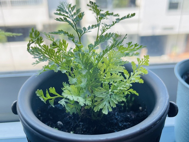 ダイソー　観葉植物　シノブ