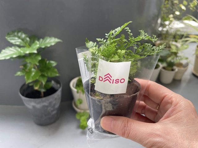 ダイソー　観葉植物　シノブ　パッケージ