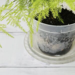 セリアの透明な鉢なら失敗しない！植物を枯らさないための工夫を紹介