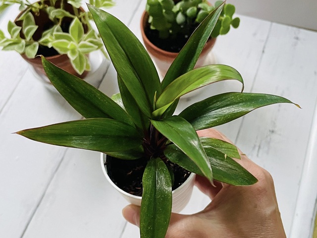 ダイソー　ドラセナパープルコンパクタ　
