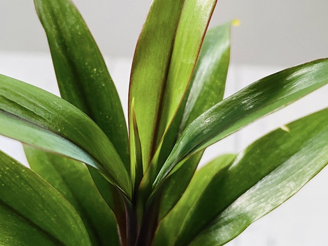 ダイソー　観葉植物　ドラセナパープルコンパクタ　葉