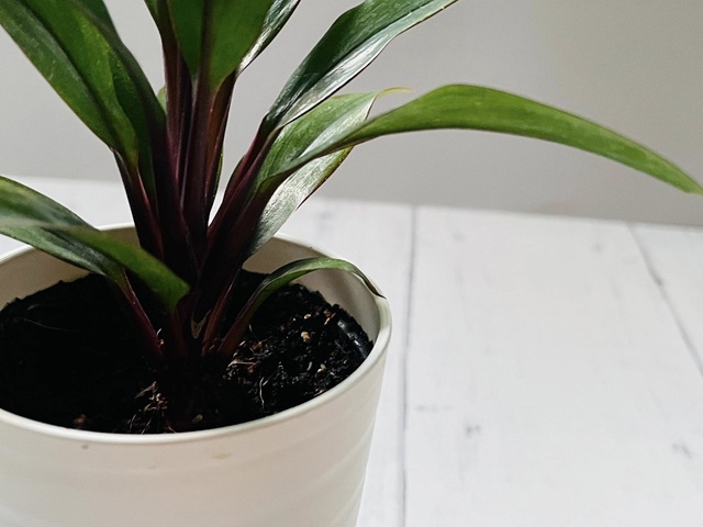 ダイソー　観葉植物　ドラセナパープルコンパクタ　茎　増やし方