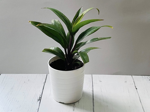 ダイソー　観葉植物　ドラセナパープルコンパクタ