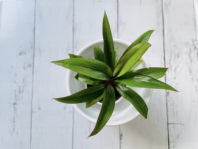 ダイソー　観葉植物　ドラセナパープルコンパクタ　上からみた葉