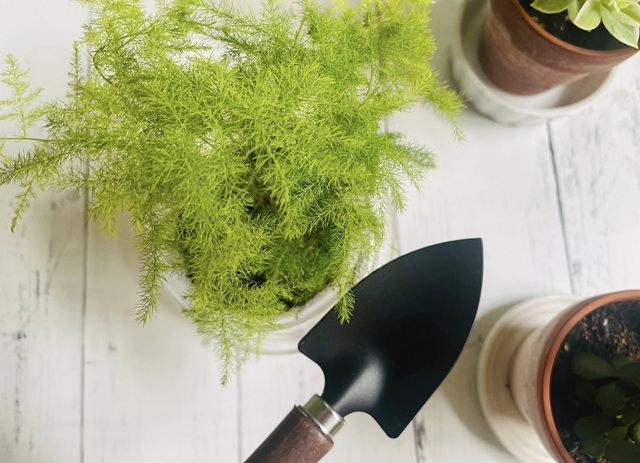 ダイソー 木柄 ミニ移植こて