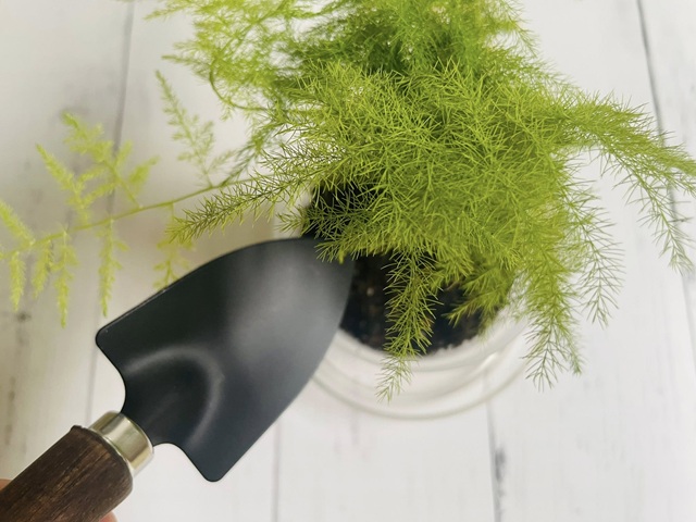 ダイソー　木柄 ミニ移植こて　アスパラ