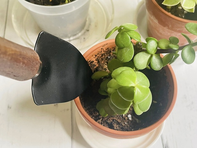 ダイソー　木柄 ミニ移植こて　小さな鉢でもok