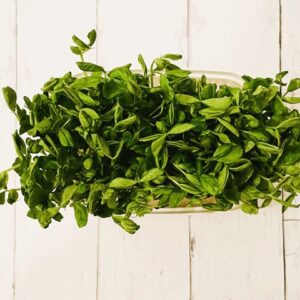 ダイソーの豆苗プランターなら育てやすい！豆苗以外もOK